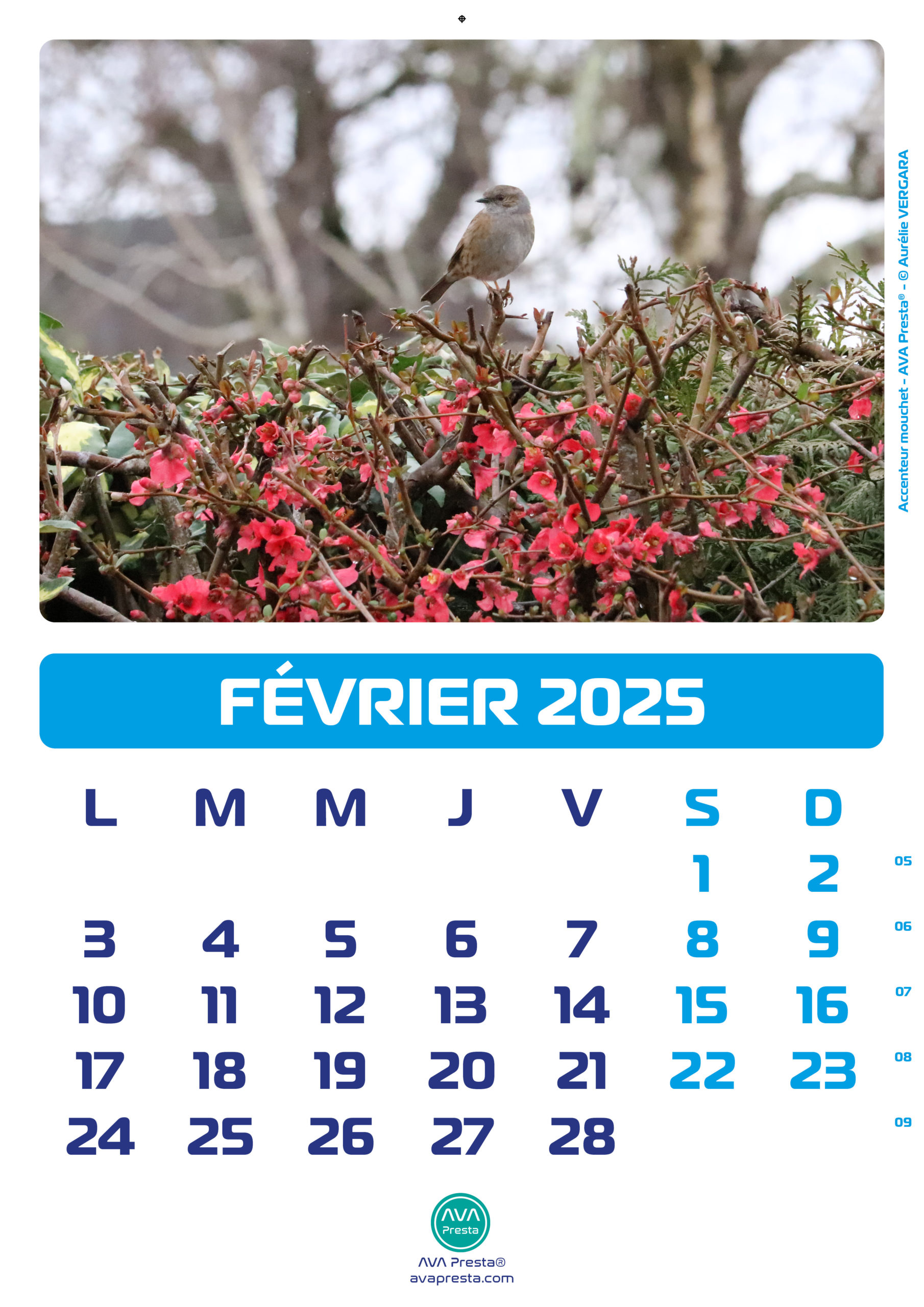 AVA Presta - Calendrier Calend'Art 2023 - Février